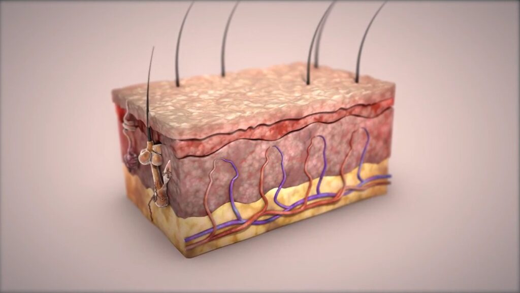 Scientific Animation Services: Fusion Medical Animation
